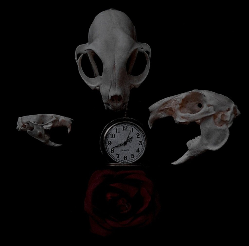 Driderbites's tweet photo. https://t.co/4qEILUQHu8

I should show off my skull photography more. Where are my fellow oddity collectors at? https://t.co/43R5u1e4iX