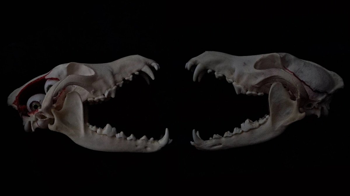 Driderbites's tweet photo. https://t.co/4qEILUQHu8

I should show off my skull photography more. Where are my fellow oddity collectors at? https://t.co/43R5u1e4iX
