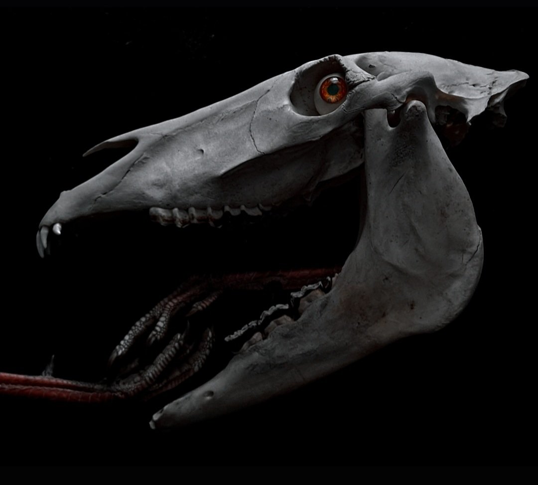 Driderbites's tweet photo. https://t.co/4qEILUQHu8

I should show off my skull photography more. Where are my fellow oddity collectors at? https://t.co/43R5u1e4iX