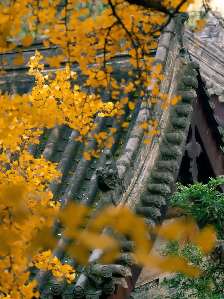 ShanxiTimes's tweet photo. 【 #OneShanxiADay 】#Shanxi in #autumn is the pinnacle of Chinese aesthetics.🍁 https://t.co/mloSxrGoEe