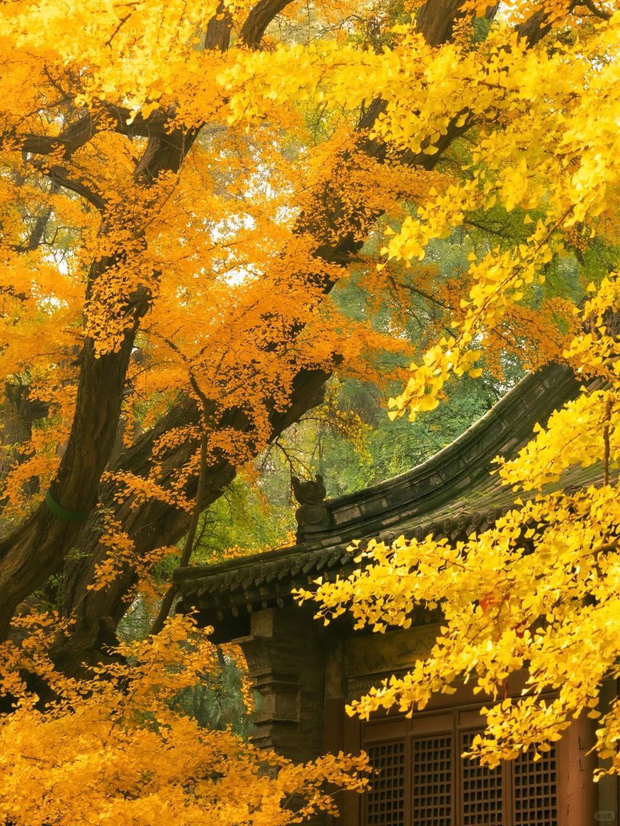 ShanxiTimes's tweet photo. 【 #OneShanxiADay 】#Shanxi in #autumn is the pinnacle of Chinese aesthetics.🍁 https://t.co/mloSxrGoEe