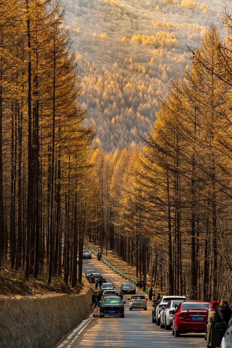 ShanxiTimes's tweet photo. 【 #OneShanxiADay 】#Shanxi in #autumn is the pinnacle of Chinese aesthetics.🍁 https://t.co/mloSxrGoEe