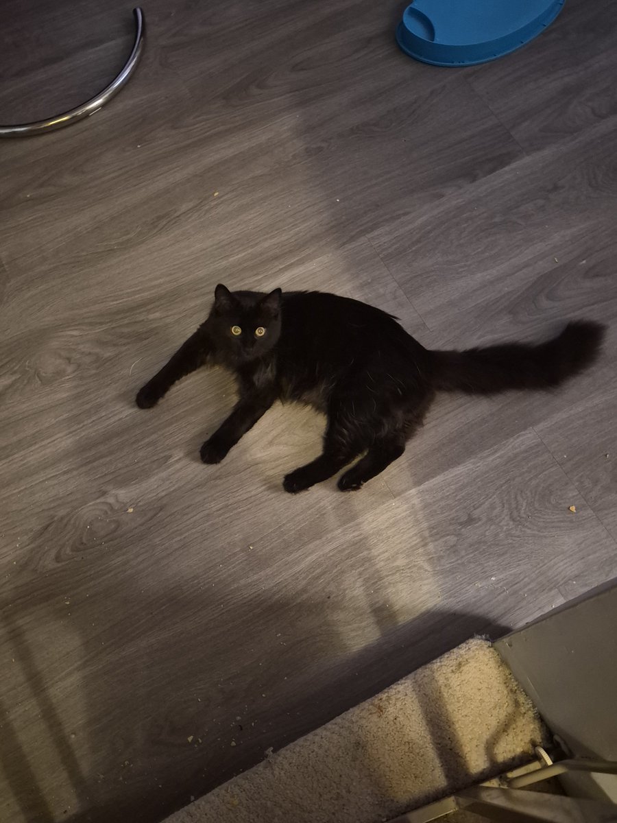 OnlyKittensLol's tweet photo. https://t.co/kfth9kL2JV