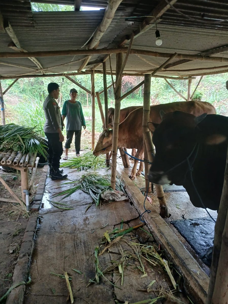 kp3gresik's tweet photo. Anggota Polsek Kedamean melaksanakan pengecekan Ternak sapi di Desa. Mojowuku Kec. Kedamean Kab.Gresik 

#astacita #swasembadapangan #polisicintapetani https://t.co/76SUKqV6yh