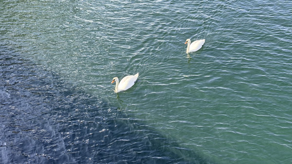mig_f1522's tweet photo. 宍道湖に白鳥いた。見てたらこっちに来てびっくり。金魚は出雲ナンキン。島根県の天然記念物の金魚で、松江歴史館の外で鑑賞。 https://t.co/PAYQIfJMS5