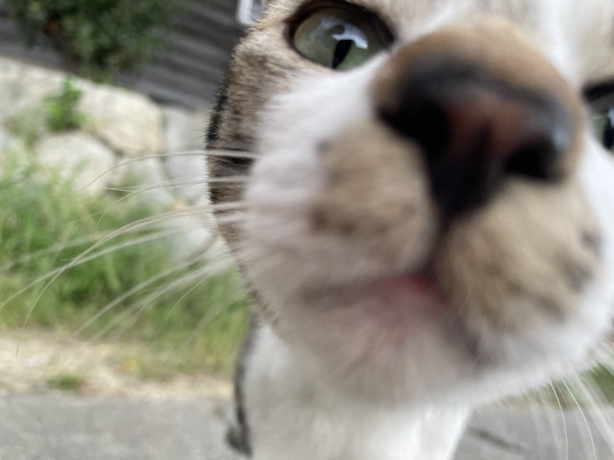 innocent_pure's tweet photo. 猫島行ってきたヨ https://t.co/yNyTQ8VJ3g