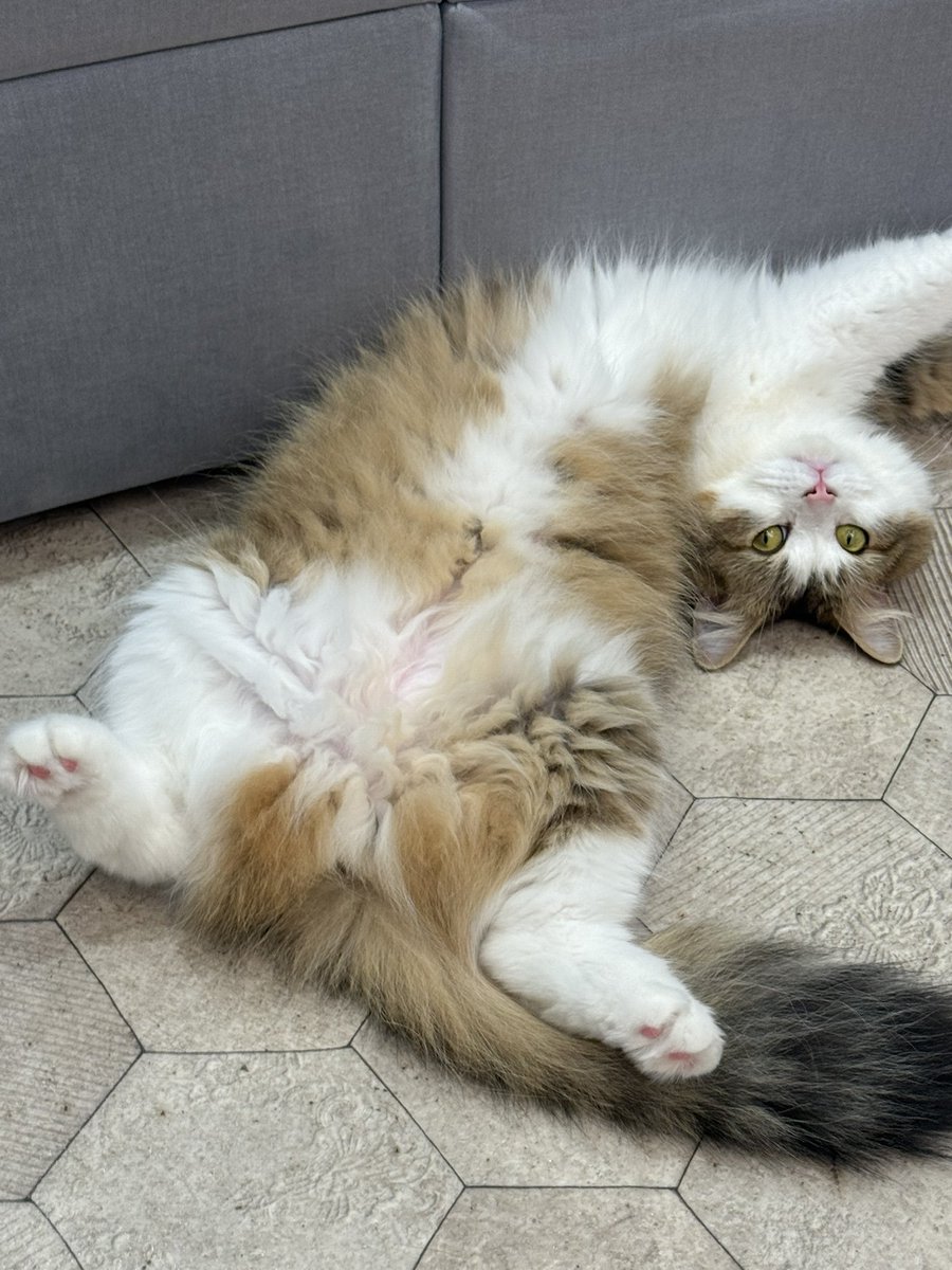 vamos1156's tweet photo. 生まれ変わったら猫カフェの猫になって気ままに生きて時々チヤホヤされたい、、、 https://t.co/XkfZRe8htk