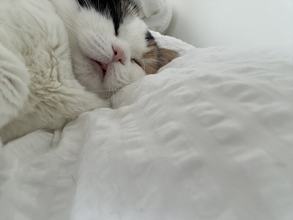 mofmof_bibi's tweet photo. 寝起きが赤ちゃんすぎる

#猫 #ねこかわいいね https://t.co/iqAjCpgUa0