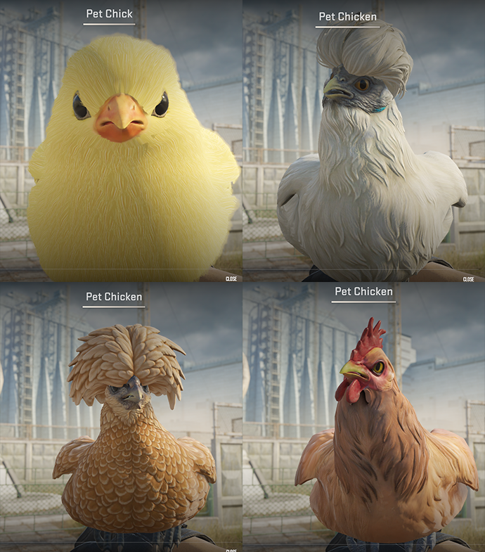 NartOutHere's tweet photo. 🐔 This is what the pet chickens you can get in the new CS2 update look like https://t.co/v998TB3Twf