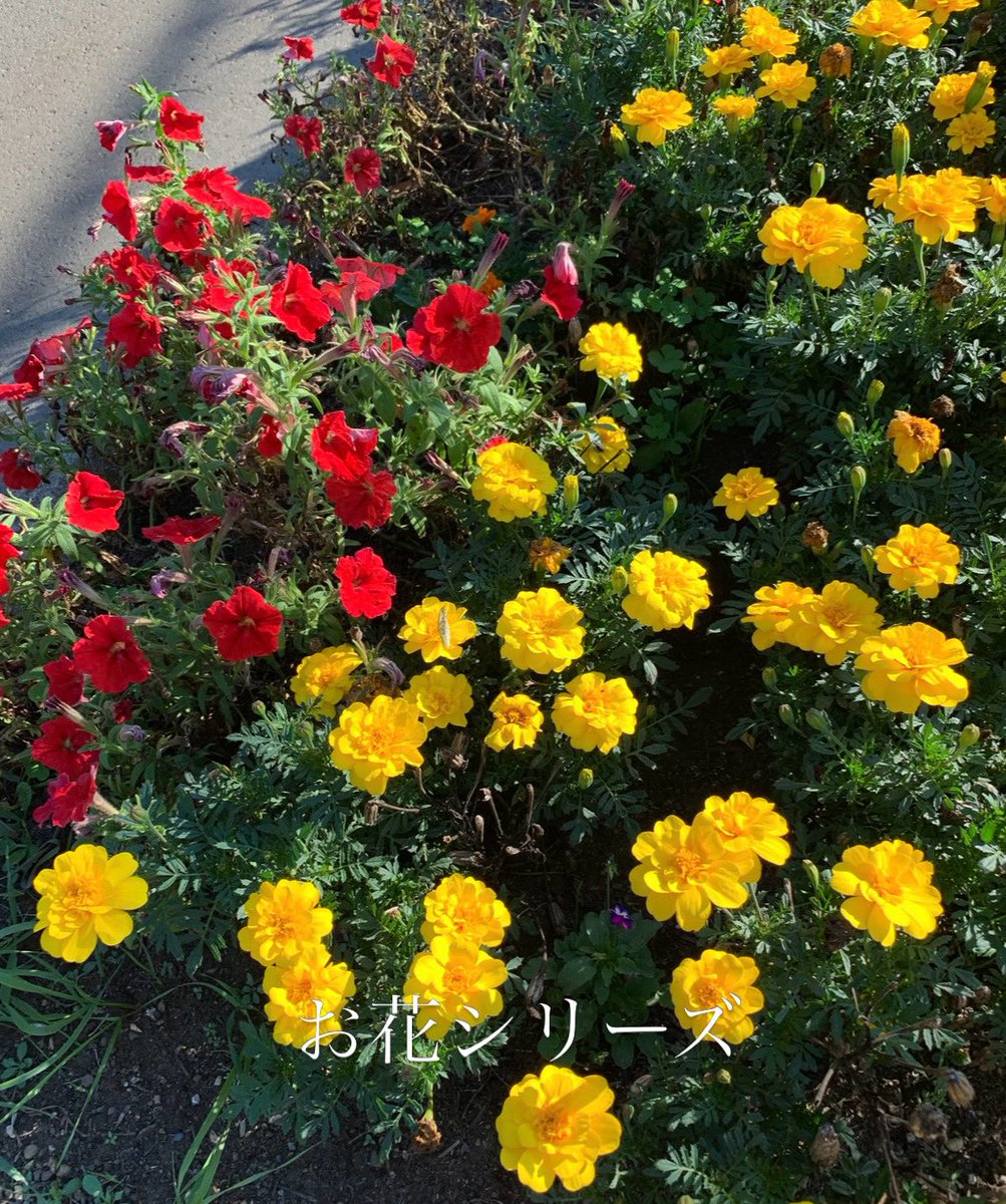 marinatsukides's tweet photo. .
.
.
秋分の日
空はまだ、少し重たいけれど.....

少しずつ秋の気配、
クローゼットから
あれやこれやと季節を引っ張り出す〜

静かに、秋支度🍂
よい日に💛
.
.
. https://t.co/2abvVBc3cO