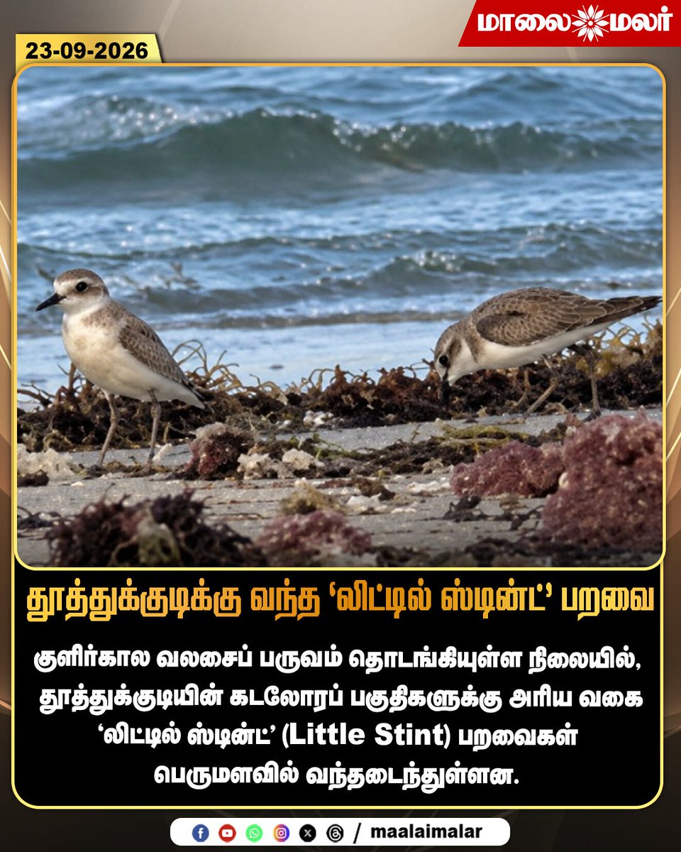 maalaimalar's tweet photo. தூத்துக்குடிக்கு வந்த 'லிட்டில் ஸ்டின்ட்' பறவை

#LittleStint #LittleStintBird #MigratoryBirds #BirdMigration #WinterMigration #Thoothukudi #ThoothukudiBirds #CoastalBirds #RareBirds #BirdWatching #BirdLovers #Wildlife #BirdsOfIndia #TamilNaduWildlife #NatureNews #TamilNaduNews #TamilNews #LatestNews #Maalaimalar #MMNews