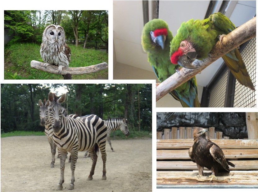 sendaisiyagiya's tweet photo. 【イベントのおしらせ】
11月までの土曜日は #飼育員による動物のおはなし を開催中♪
参加してスタンプを集めるとオリジナルグッズをプレゼント！

10月はミドリコンゴウインコ、フクロウ、シマウマ、イヌワシのおはなしです。
詳細はHPをご覧ください。
https://t.co/mL8ukR6JRE

#八木山動物公園 https://t.co/oQYPKjqKib