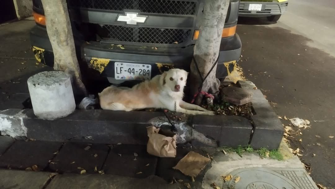 HELA_MORE's tweet photo. Dejaron a este perrito abandonado hoy desde las 5 de la tarde afuera de una tienda…💔 https://t.co/75jtGa9pkt