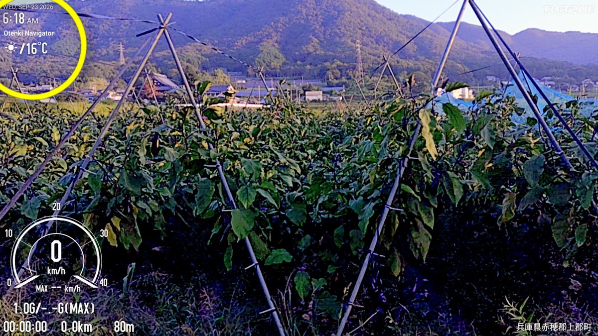 oosawatomohiro2's tweet photo. こんにちわ☀
9月23日(🎌)秋分の日
今朝の上郡町、気温が16℃🌡️
兵庫県内で1番気温が低かったです、
もちろん今朝も👨‍🌾✂🍆出荷しています🚚💨
#JA兵庫西旬彩蔵たつの店 よろしくお願いします🙏

#上郡町産のナス
#名水百選千種川の水で作る作物💧 

寒暖差が作物の旨味をます https://t.co/63sbOj7uhP