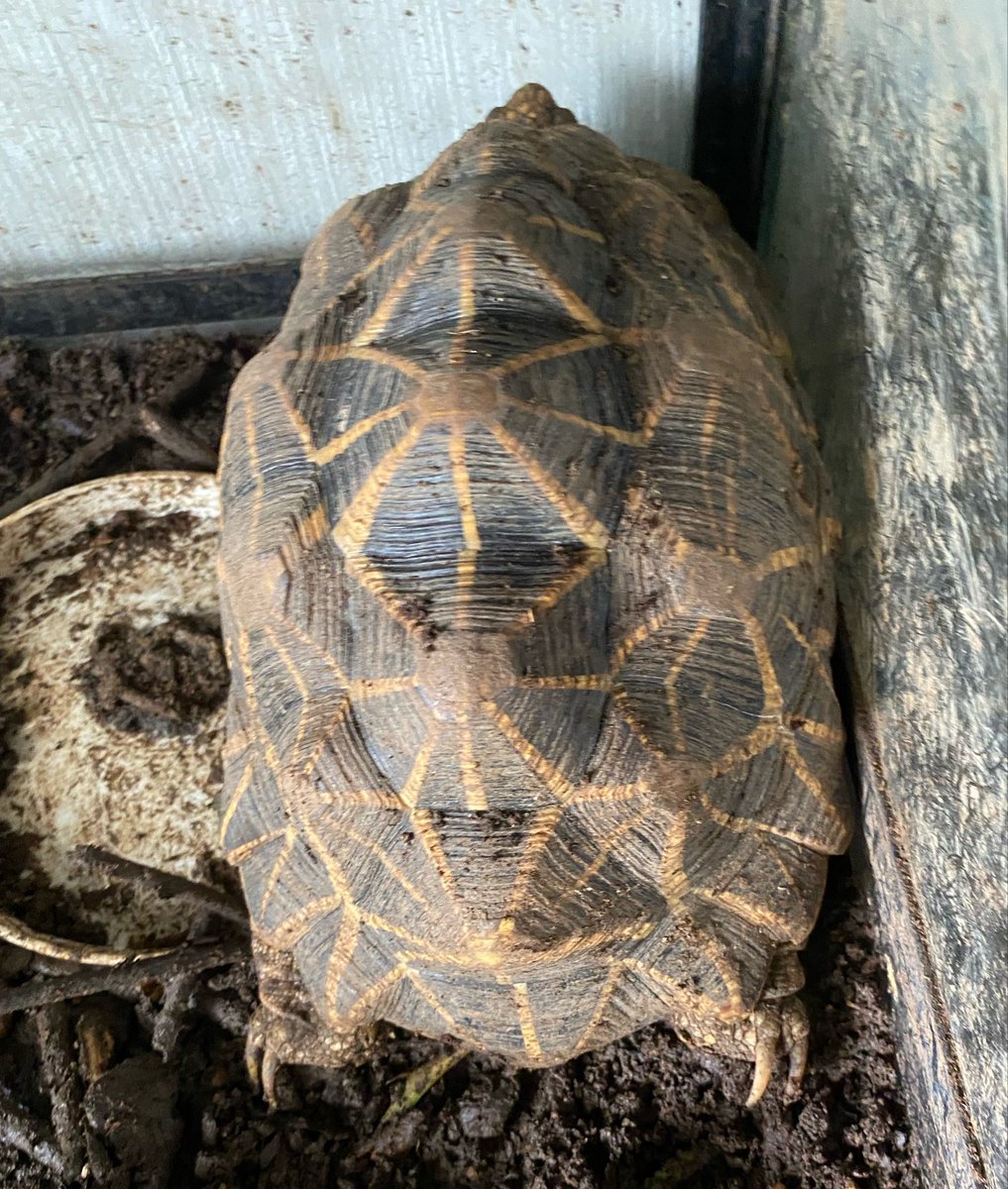 petstationnatur's tweet photo. 窃盗にあいました。
皆様、拡散して頂けると助かります。

インドホシガメ5cm位25匹
20cm♀3匹
12cm♂4���

アカアシリクガメ
20cm♂1♀1

チュニジアギリシャリクガメ
15cm♂2、♀2

エミスムツアシガメ30cm♀

アルダブラゾウガメ20cm5匹
#種の保存法
#リクガメ
#窃盗
#サイテス
#ワシントン条約 https://t.co/l37fFskSMn