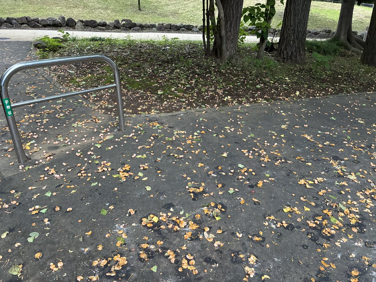 TomTomTomy's tweet photo. おはざます*\(^o^)/*

雨で公園の池の水が増えたせいか
また青鷺が来てる

銀杏が落ちて足の踏み場がない https://t.co/2U0RULaQdA