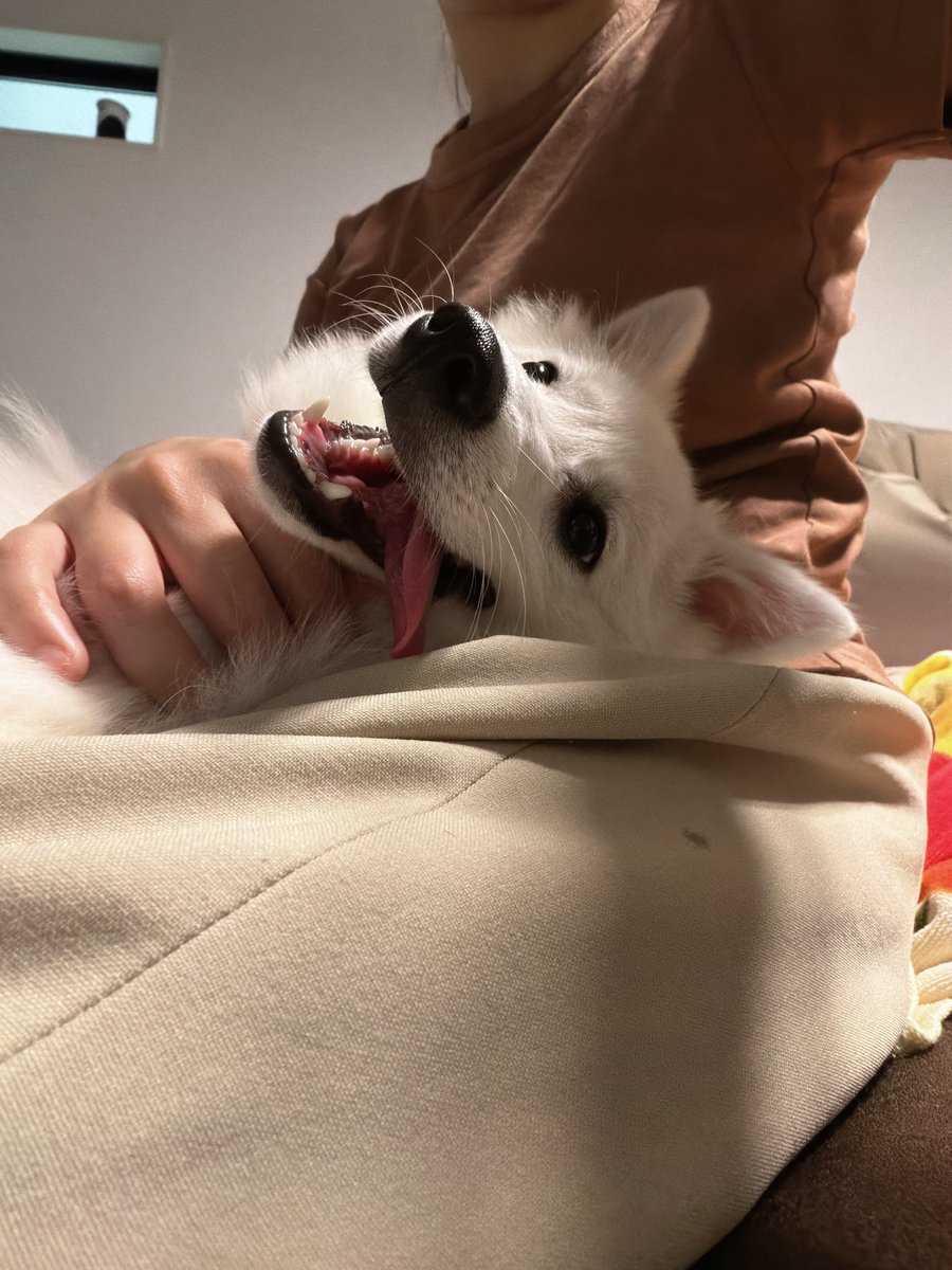 hanabi_Spitz's tweet photo. ベロはしまいましょう

#日本スピッツ
#犬との暮らし https://t.co/pKpeLiba2K