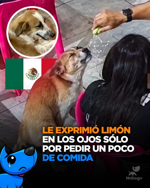 lunadeandromeda's tweet photo. este tipo de personas tan de mala sangre o sangre de cochi como dice el pueblo merecen que le haganlo mismo por que si tienen un alma tan negra imaginense a la familia como la tienen, cada que ocurra esto deberian investigar el tipo de animal que se dice humano que historial delictivo tiene por que por sus hechos se le conocen que tipo de vida llevan ademas que es  injusto sería que, después de un terremoto, mandaran a los perros a rescatar a este tipo de personas.
Lo ocurrido en Tamaulipas, México , es un acto propio de alguien que no sabe, en lo absoluto, lo que significa pasar hambre. Y, en lugar de ayudar, utiliza sus manos para hacer el mal.
Los perros sin hogar sufren a diario por estas esc0r1as, que se hacen llamar “personas”. Pero afortunadamente, también existen lugares como Remigio’s Tacos and Grill , donde los acogen y les brindan un buen trato .
Los dueños de aquel local lograron calmar el ardor en los ojos del perrito con abundante agua  y, además, vetaron en todos sus locales y de por vida al sujeto que se cree muy varonil maltratando animales indefensos.
 Nadie te pide que ames a los animales, pero sí estás obligado a respetarlos.