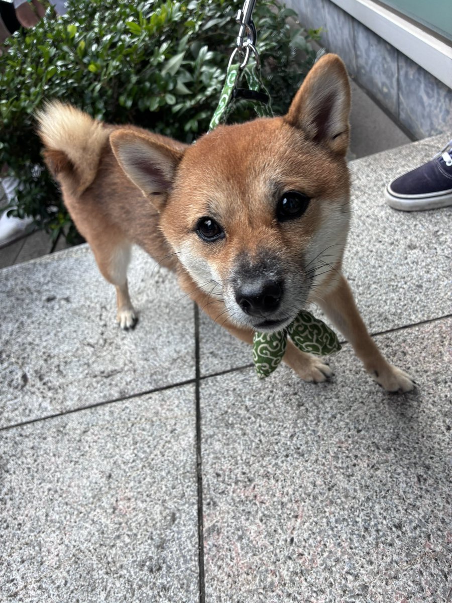 chiemarujp's tweet photo. 昨日渡御中に会った、激かわゆすワンコさん🥰 https://t.co/zHggowEd6r