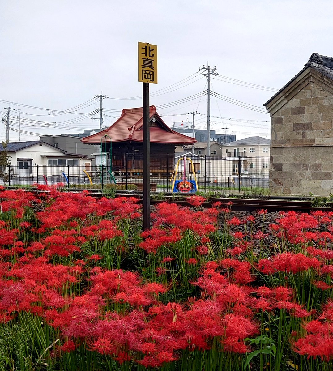 moka__railway's tweet photo. 真岡線沿線の彼岸花(ヒガンバナ)が見頃を迎えました💐
動画は今朝の北真岡駅の様子です。
※撮影の際はマナー･安全を守ってお楽しみください
#真岡鐵道
#真岡線
#モオカ14
#彼岸花
#ヒガンバナ
#北真岡駅 https://t.co/l90bBxe6F1