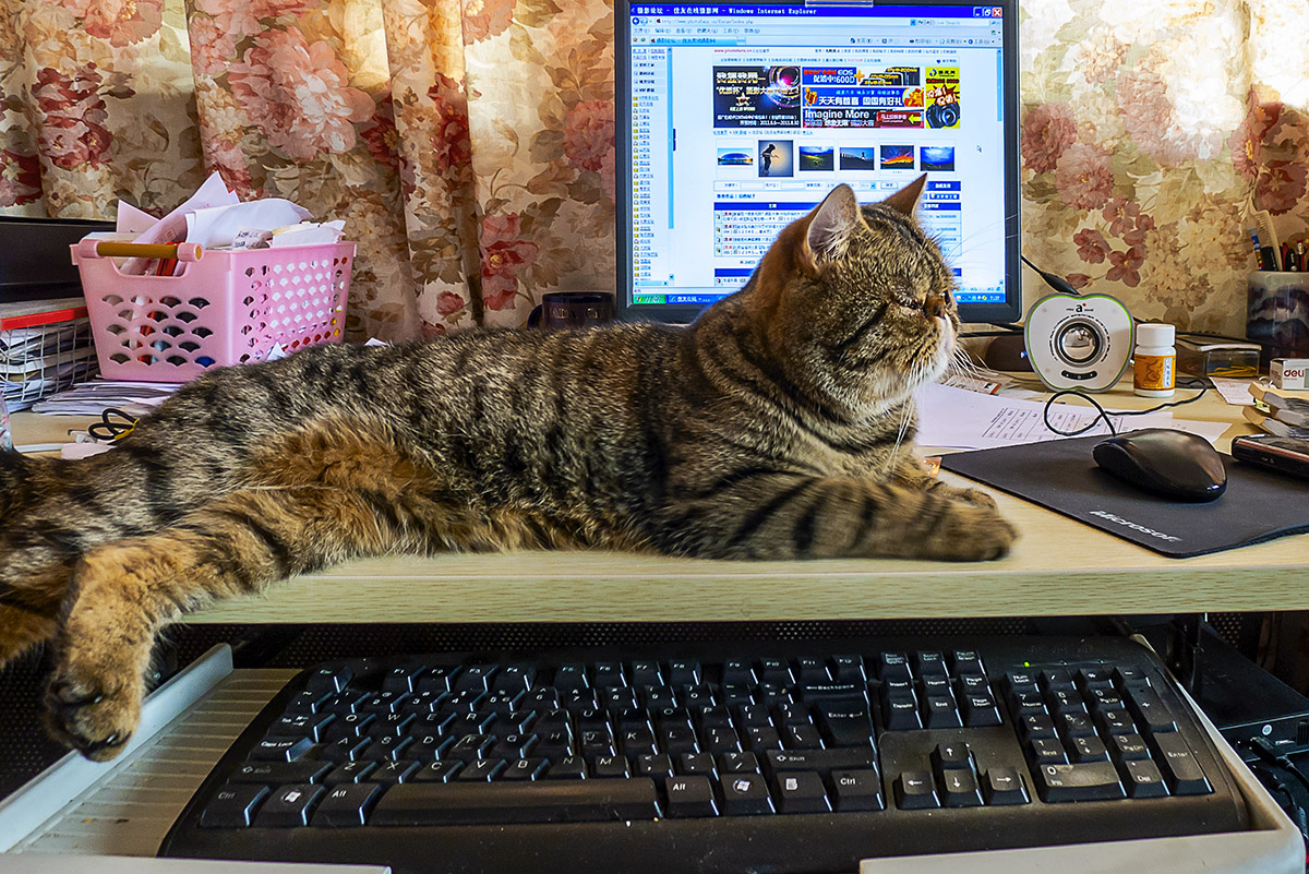 LaraMuska's tweet photo. Spent 10 mins convincing my cat it’s just a work stress toy, not my actual laptop for the client call. The intern walked in and now I’m that “pet office owner” we all make fun of. https://t.co/iCC7TDSPD8