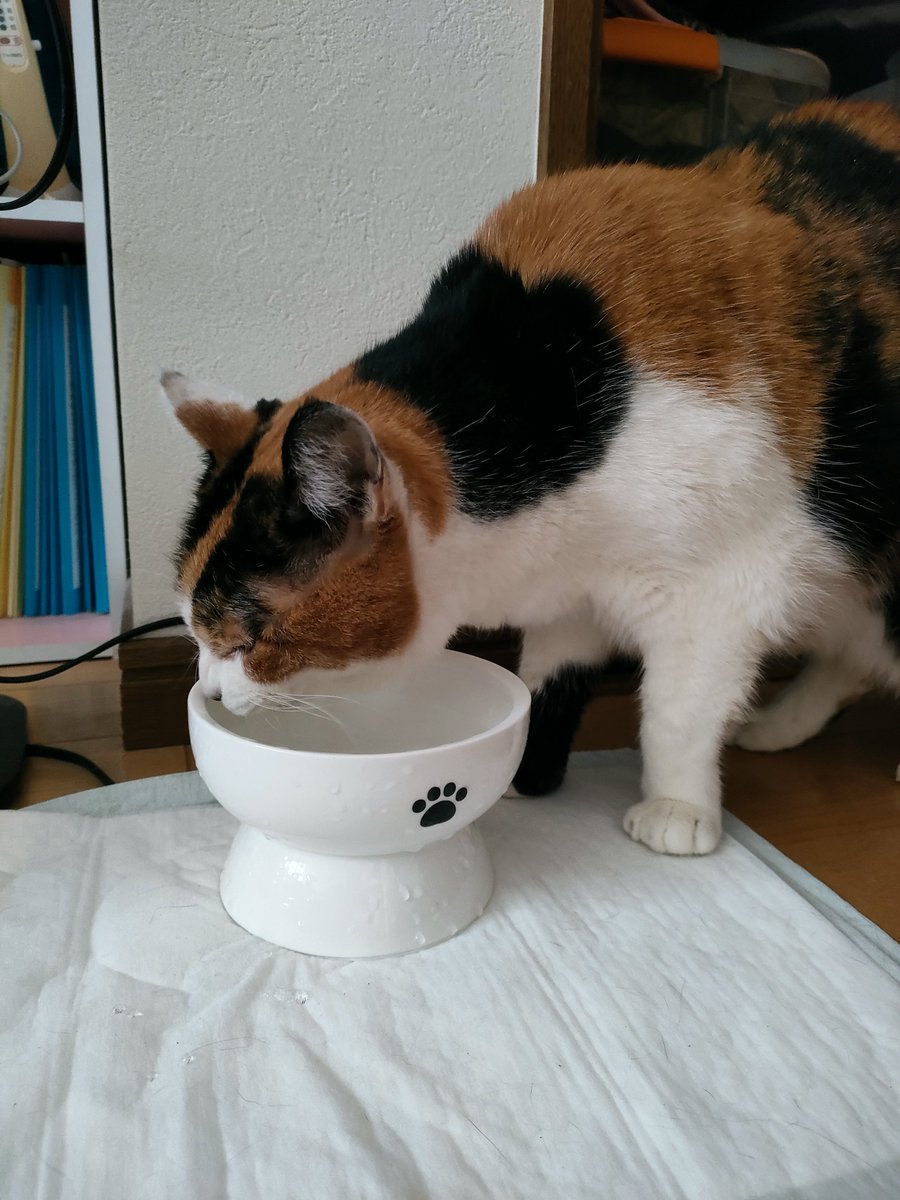 CalicoCat_Chiyo's tweet photo. おはようにゃん
ちよちゃんはぬるま湯派
#三毛猫 https://t.co/DKNExVGkEX