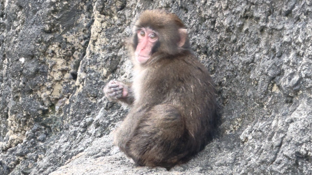 Zoo_Aquariums's tweet photo. おはようパンチくん
【��川市動植物園】
【2026年9月23日】
※投稿に関しては収益化をしておず
その点については7月3日に会議室にて中の人こと○○課長様並びに担当者様とお話しした上で問題ないとのご回答をいただいております
#がんばれパンチ
#がんばれ市川市動植物園 https://t.co/z7lOxRb2YW