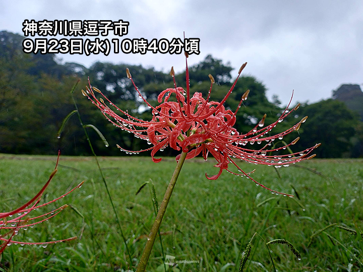wni_jp's tweet photo. 今日23日(水)・秋分の日の関東は朝から雲に覆われ、南部を中心に雨の降っている所があります。
午後にかけてもすっきりしない天気が続きますので、お出かけの際は傘が必要です。
https://t.co/PdOcavhYZX https://t.co/KA01GpTJQj