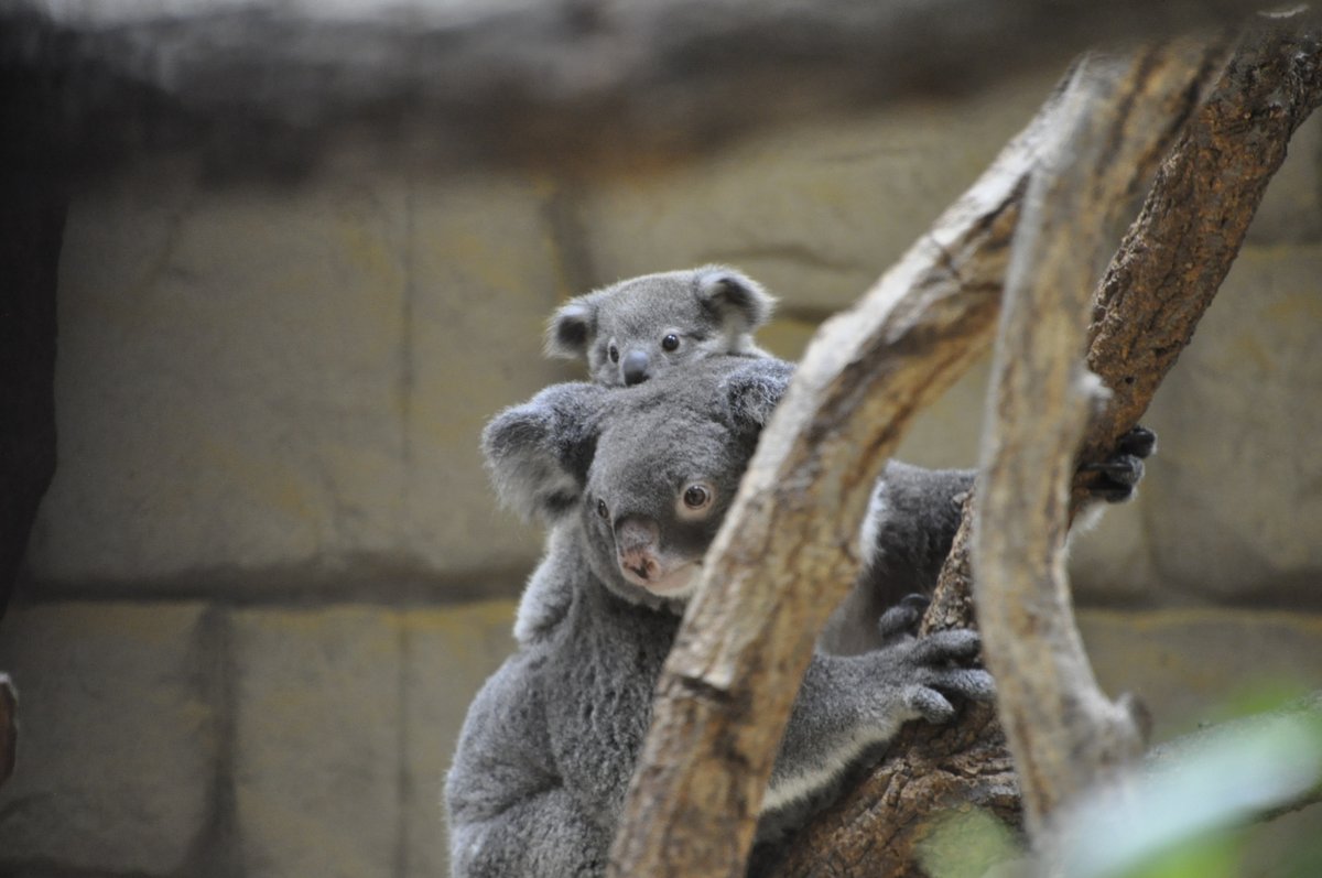 zoo8730's tweet photo. かわいい親子🐨

#東山動植物園
#りん
#りん仔
#コアラ https://t.co/IHT7gqKDSD