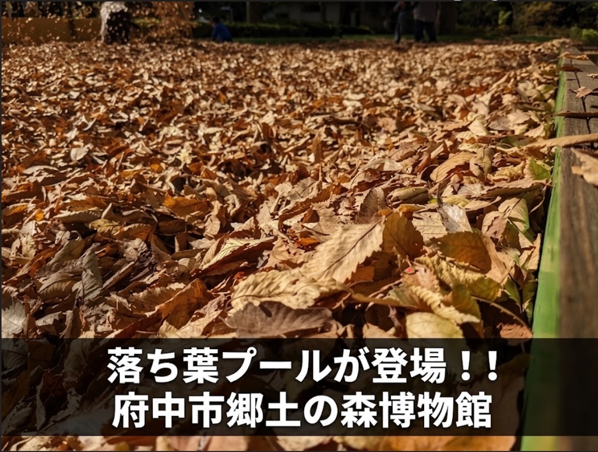 Class_Alias's tweet photo. 🍂🐈府中の秋、葉っぱに埋もれるにゃ🐈🍂

「葉っぱ、いっぱいある」
↓
「入ってみる」
↓
「気づいたら埋まってる」
という、秋ならではの謎イベント🍂

そして
🍂落ち葉がなくなったら、早めに終了🍂
秋の主役、まさかの在庫制にゃ
自然素材なので、売り切れ御免スタイル🍁
https://t.co/KDtI7wuuB6 https://t.co/joreSqC1om