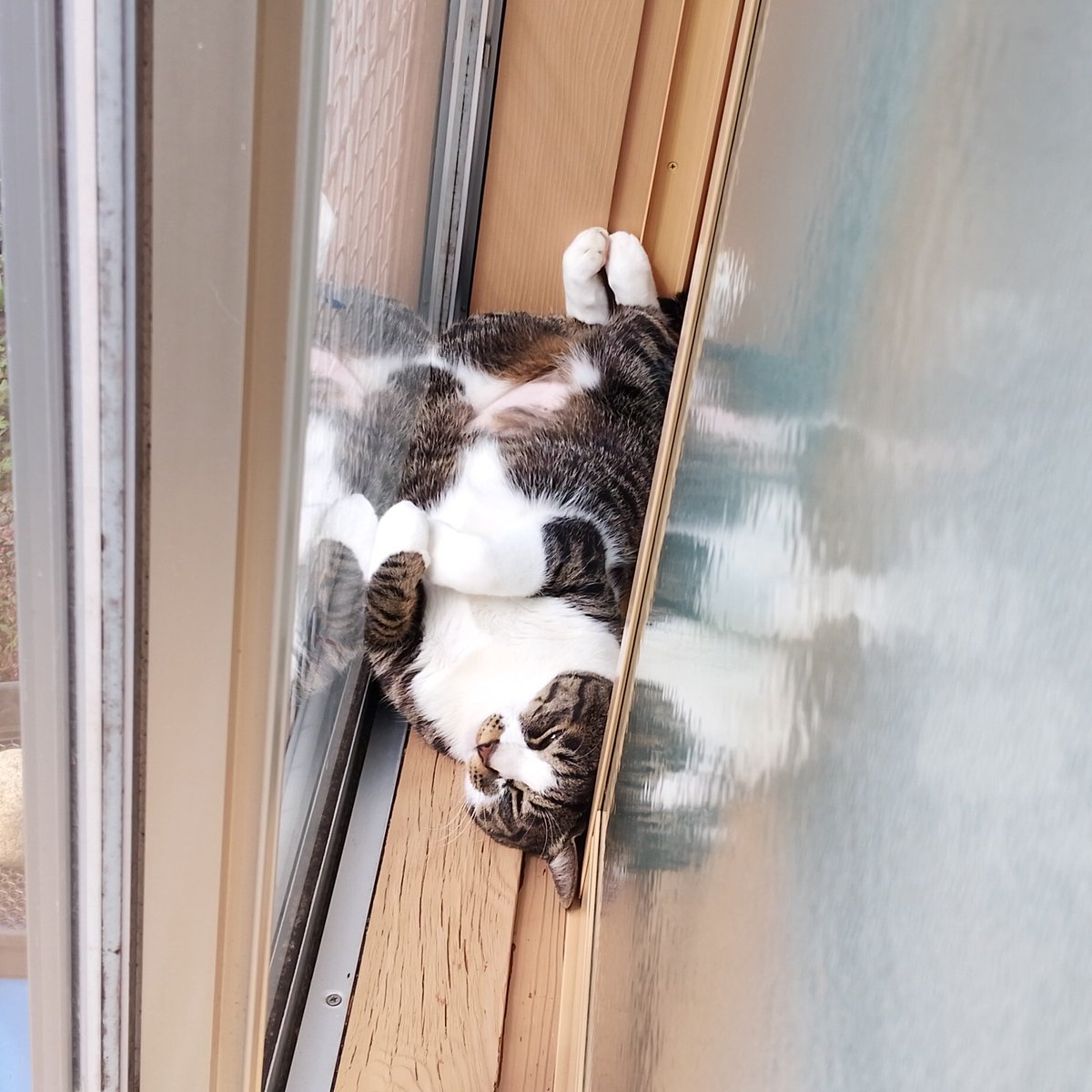 kami_mania's tweet photo. #ヒカマーズ猫 https://t.co/ndZtqbXORh
