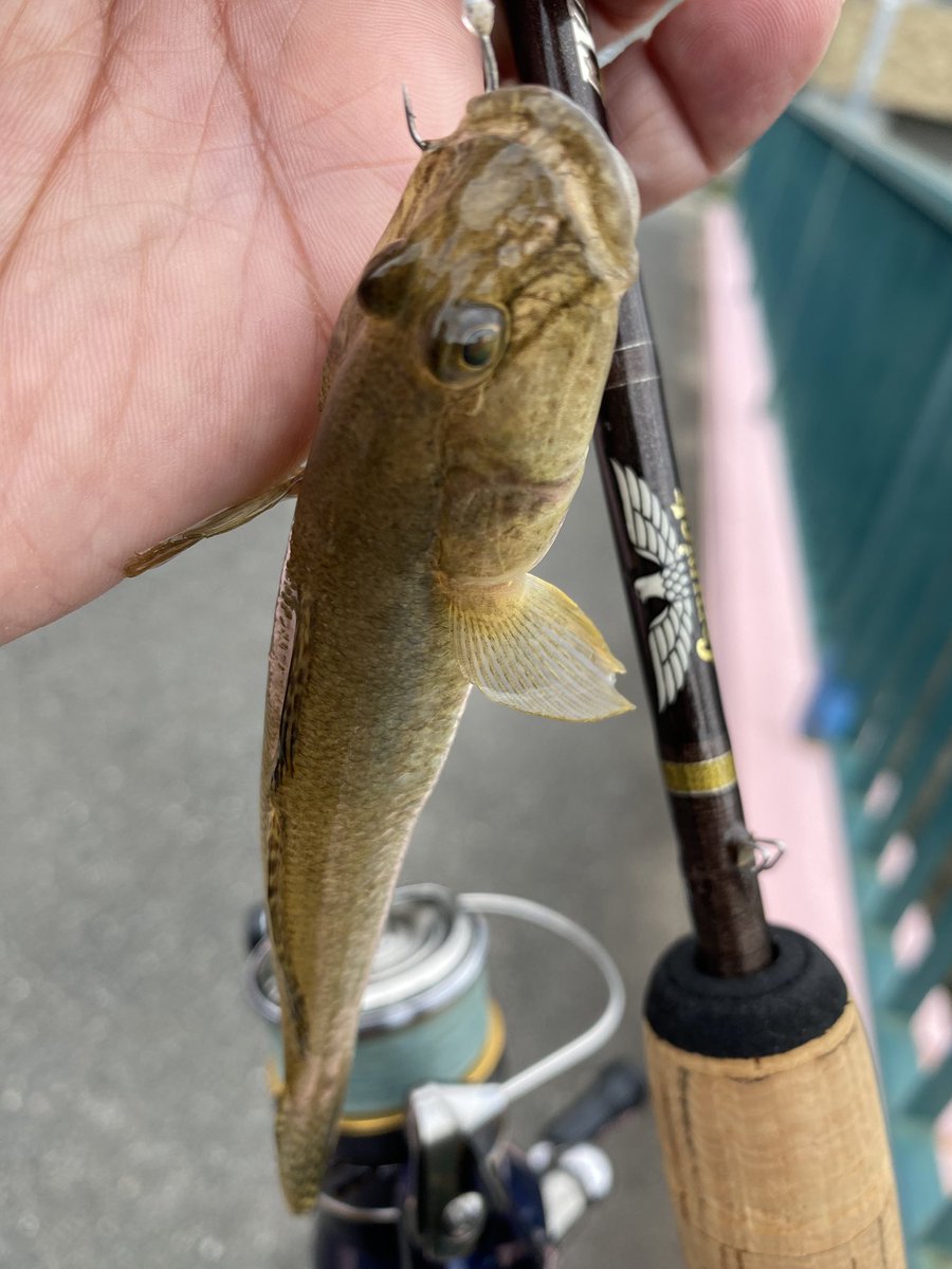 Legend_913's tweet photo. 今日のハゼ子🎣  #釣り #ハゼ #ルアー https://t.co/6IFhurkerz