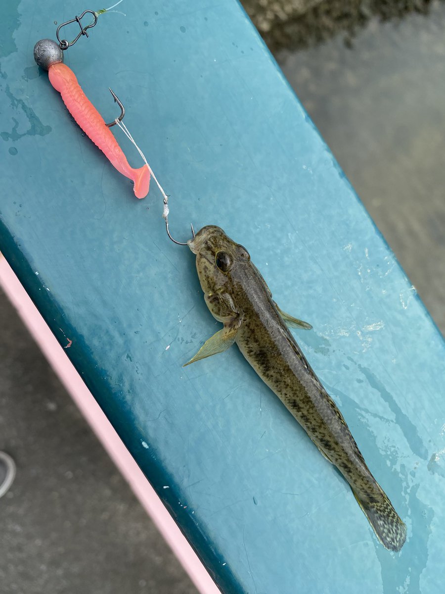 Legend_913's tweet photo. 今日のハゼ子🎣  #釣り #ハゼ #ルアー https://t.co/6IFhurkerz