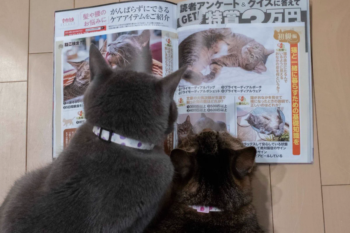 ねこ検定 公式 (@nekokentei) / X