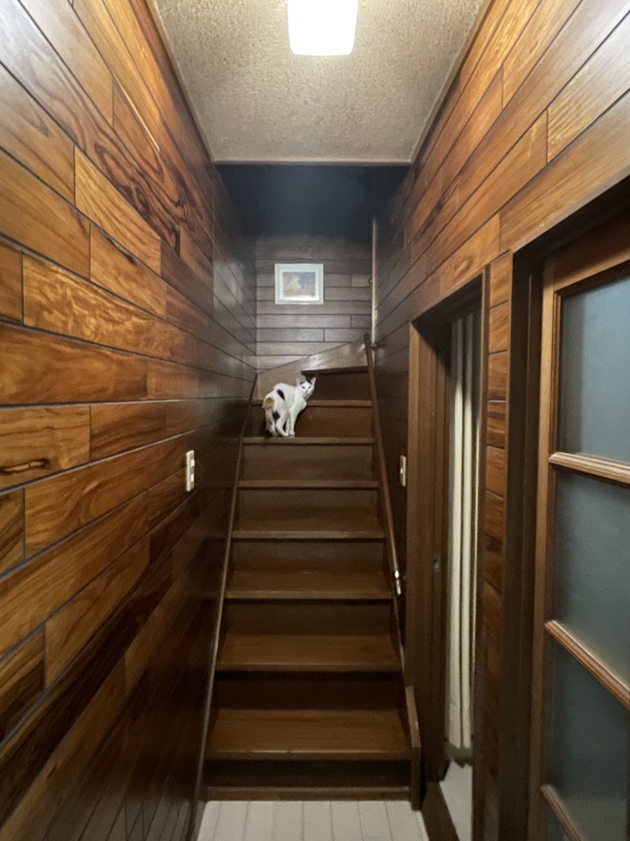 oriya_ae's tweet photo. 実家猫に嫌われすぎててイリオモテヤマネコと遭遇した写真みたいになる https://t.co/vCjTrrxN9m
