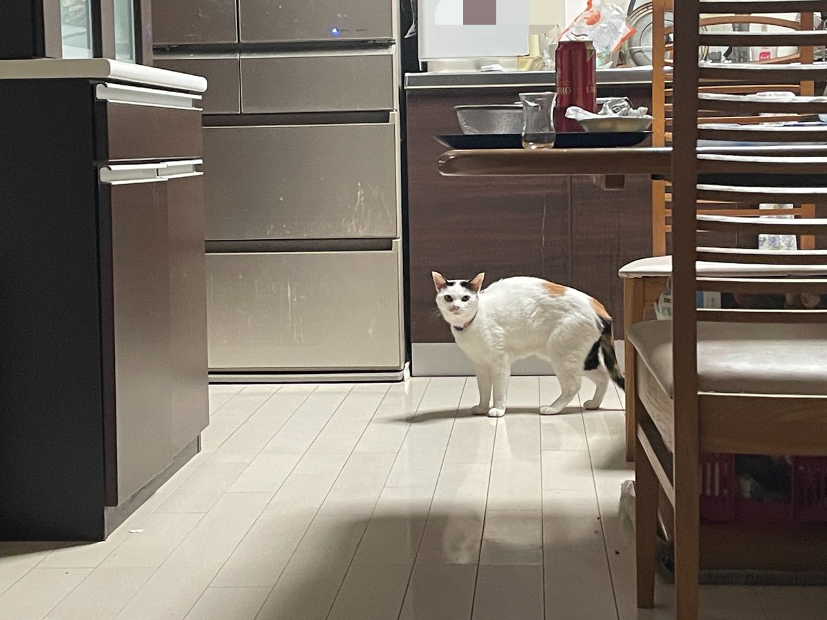 oriya_ae's tweet photo. 実家猫に嫌われすぎててイリオモテヤマネコと遭遇した写真みたいになる https://t.co/vCjTrrxN9m