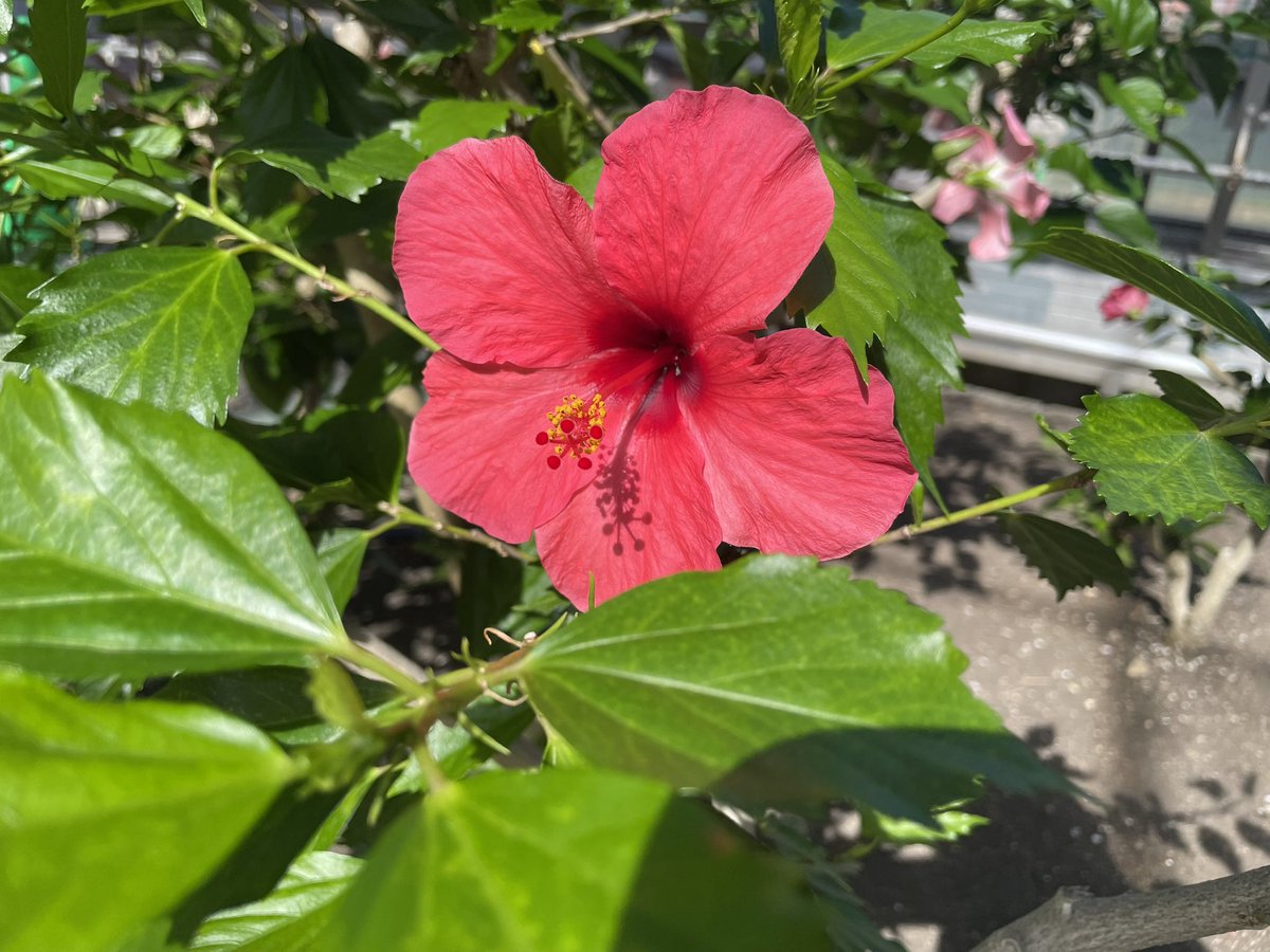 hina915's tweet photo. 朝風呂♨️→🍔朝食🧁🍮☕️（お腹いっぱい）→🌺🐒熱帯植物園→空港✈️なう

あっという間に連休が終わってしまう〜 https://t.co/luD4CEtqVP