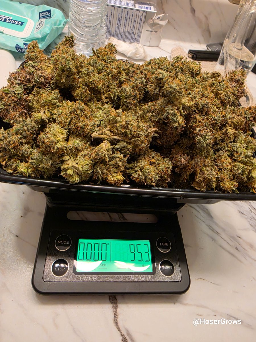 hosergrows's tweet photo. Rainbow Guava 5 clone

From start to finish

Some said I'd never grow anything...

A lot thought my setup was odd...

But, I still got plenty to keep me going til the next harvest

Stay tuned...

#HoserGrows #growyourown https://t.co/uYVZPavGbh