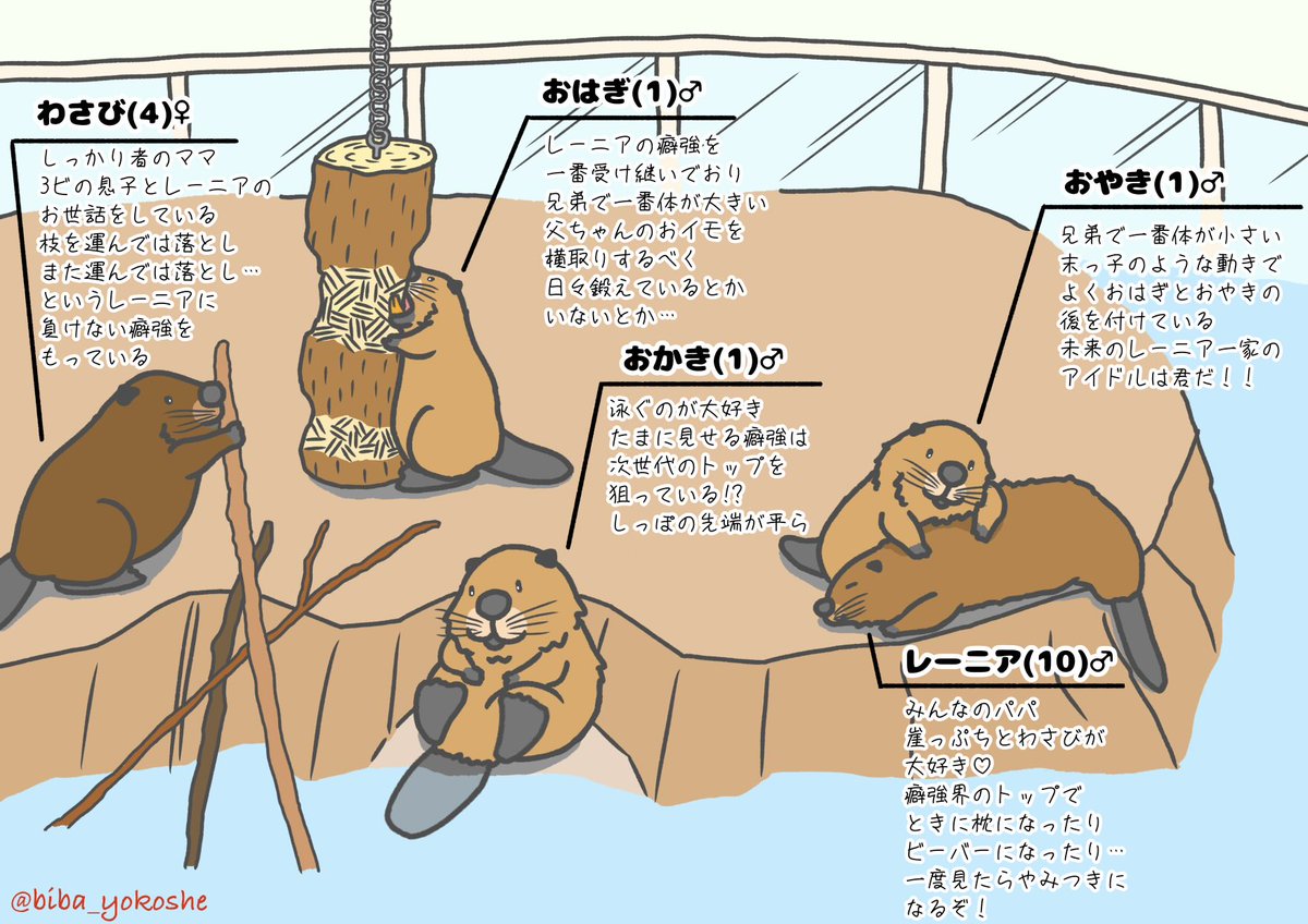 biba_yokoshe's tweet photo. 【ビーバー紹介 こべどver.】
やはり最初は癖強ファミリーからでしょう🦫
初めて見たバブも1才になり、父と母の癖強を見ながらすくすくと育ってますね🌿

 #神戸どうぶつ王国  #ビーバー 
 #レーニアファミリー https://t.co/X2skKhIeRS