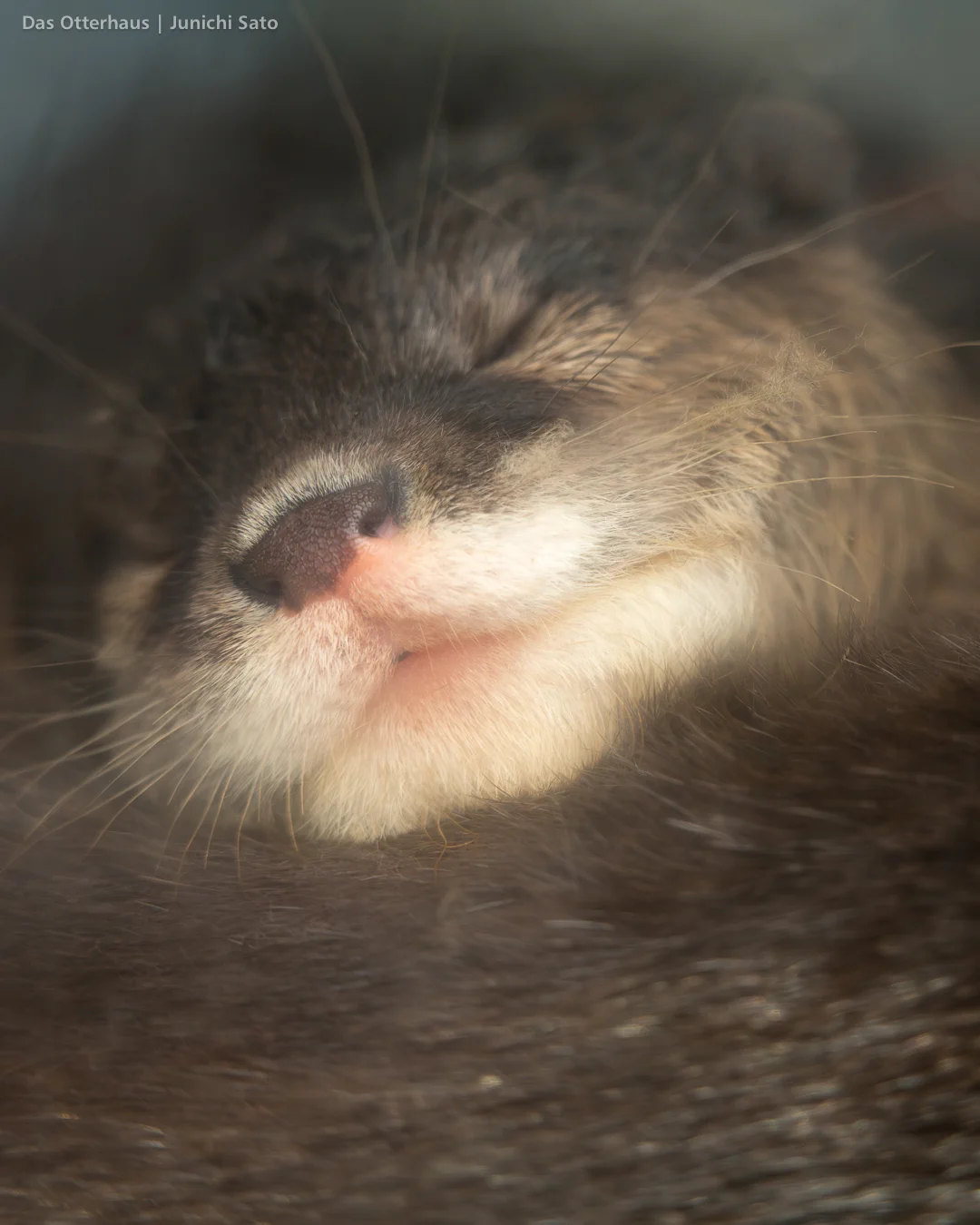 佐藤淳一【カワウソ写真家】 (@otterhaus) / X