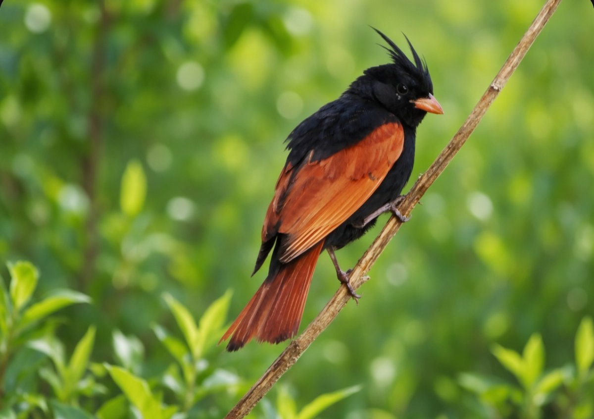 anuradhamathur's tweet photo. Crested bunting from mount Abu ! I had forgotten about this handsome #birds #birdphotography #birding #naturephotography #indiAves https://t.co/0VtphPttBH