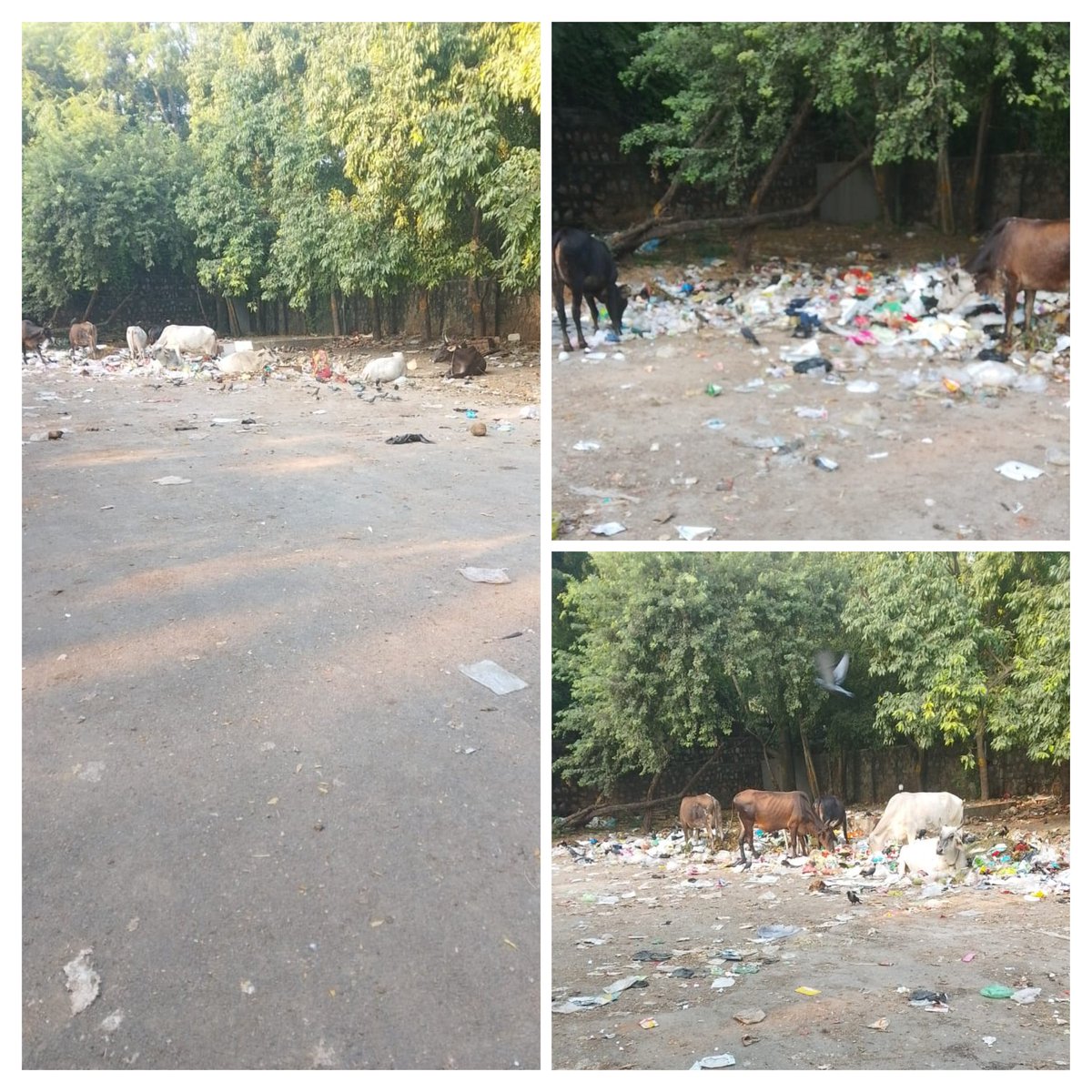 SaraswatiRwaD6's tweet photo. #Day_12 | 7:00 PM | 23 Sept

The waste-pickup van may have arrived, but the underlying problem at #MegaHousingComplex D6, #VasantKunj remains unresolved: garbage is still left open and scattered, while cattle continue to roam freely and feed from the waste.

Collection without safe containment is only a temporary fix. The site urgently needs adequate covered, lidded bins and an immediate cattle-impounding drive to stop the repeated cycle of waste scattering and animal exposure.

@DCSOUTHZONE @MCD_Delhi @SBM_MCD: Kindly ensure a permanent solution—not just another round of lifting.

@jmehlawatbjp @KunjWelfare @praveshwahi needs your urgent attention please. 

@rwanarmada @RwaGanga 
#WasteManagement #StrayCattle #PublicHealth #SwachhBharat
#SWMRules2026 #LifestyleForEnvironment #SBMG