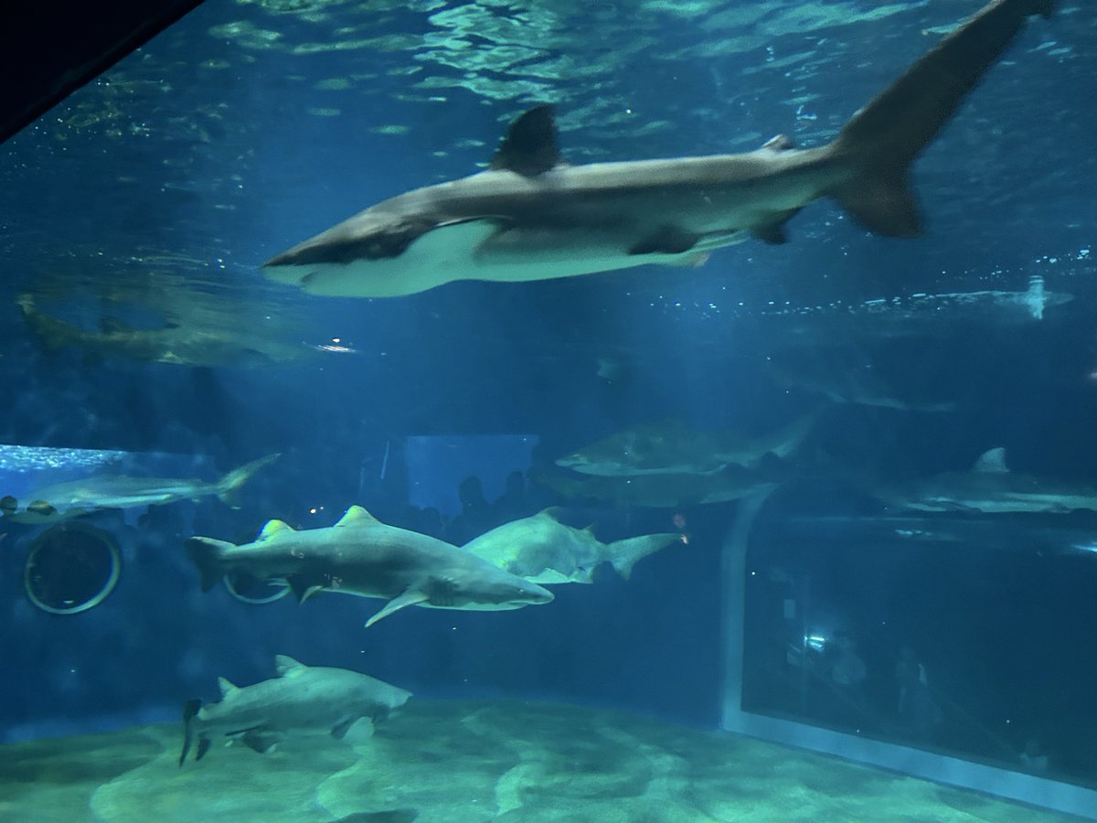 Mirokunari's tweet photo. 大洗水族館きた！！！！！ https://t.co/osfPvCeyjR
