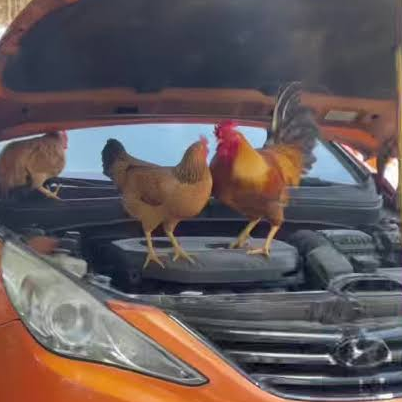 SonorusLight's tweet photo. Martes de ser aves mecanicas mi pana porque toca jugar Dead by Daylight esta noche y ver que nos depara la suerte 🐤
Te esperamos en el stream
https://t.co/A4y5vrqpGP
#Vtuber #Esvtuber https://t.co/GPvkE8mFYl