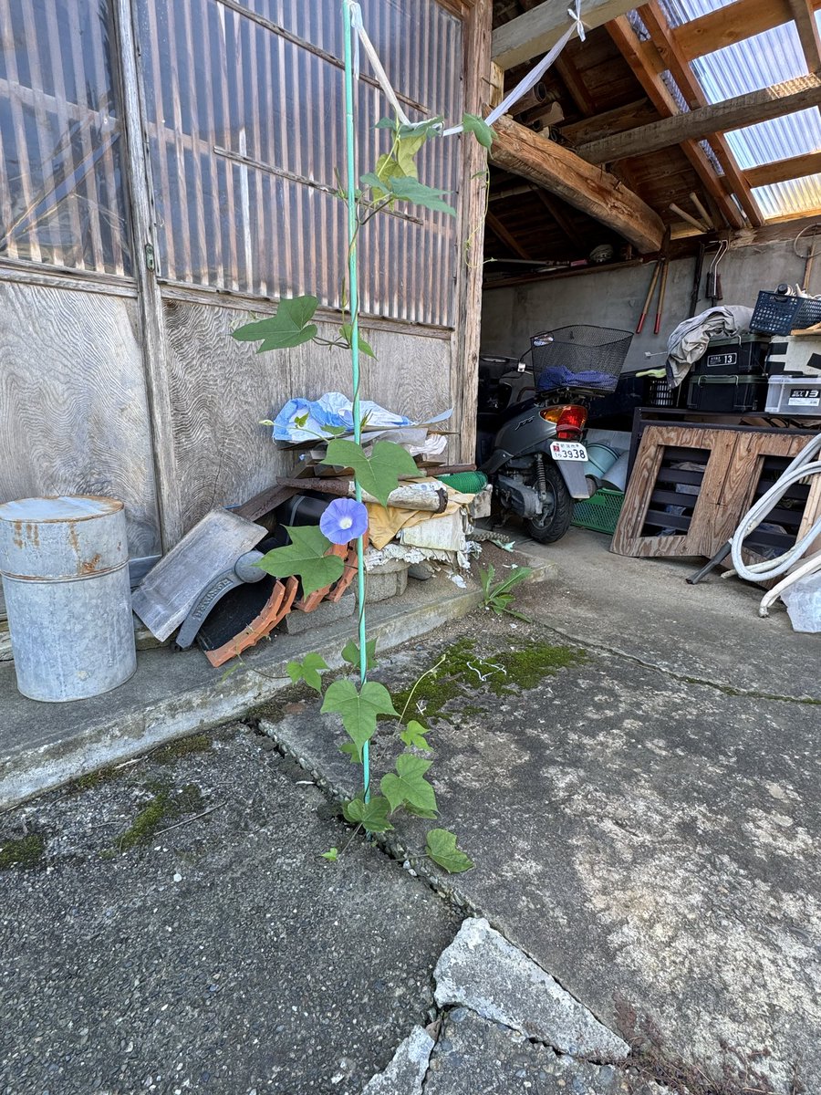 am1731alb's tweet photo. 我が家の敷地
コンクリートの割れ目から芽を出してた朝顔
旦那がイタズラに支柱を立てたら絡みつき上までいったので紐を付けたらそこにも絡みつきとうとう今朝花を咲かせました🥳
我が家のど根性朝顔
蕾が幾つかついてるから毎日咲かせてくれるのかな🤭
稲刈り🌾も終わり秋だと言うのにねえww https://t.co/eoDYj9XbVF