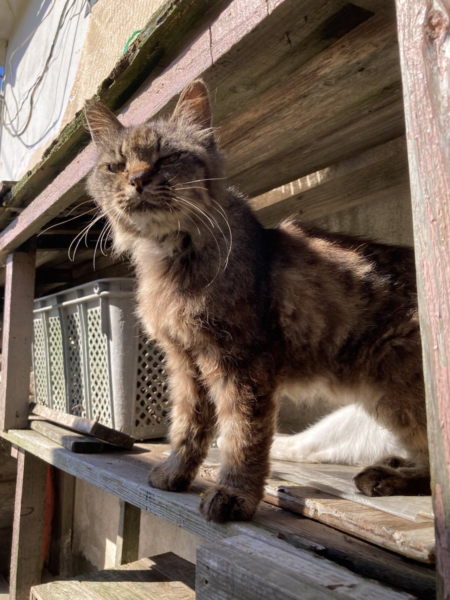 kuronekotashiro's tweet photo. こちらもどうぞ😸
グレモフ流しからのモナ男とサビモフ🐈

#猫島 #tashirojima #catisland #田代島クロネコ堂 #CatsOfX #cats https://t.co/ykZZ5aRZnA