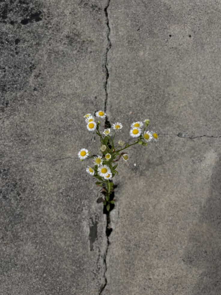 calmlivng's tweet photo. daissy blooms everywhere https://t.co/1qkRjxrVIl