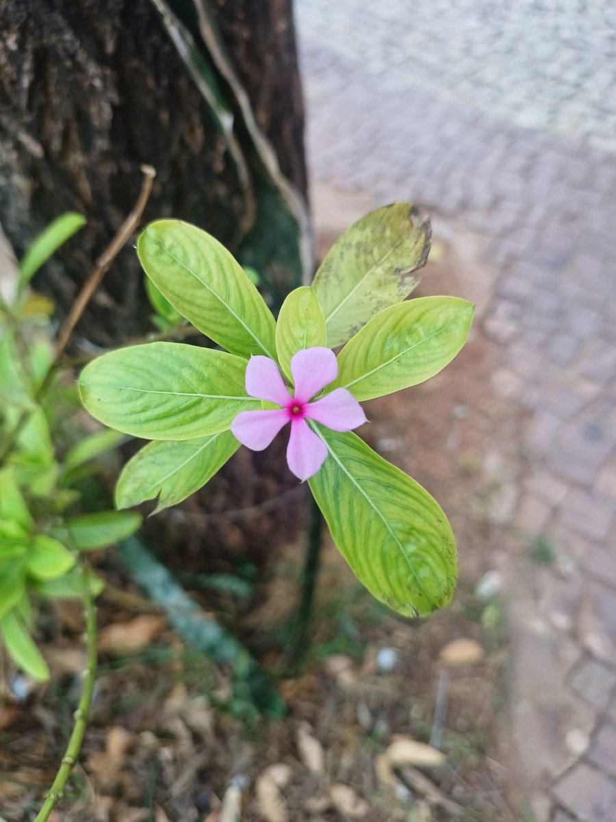 letkinella's tweet photo. Mais plantinhas que vejo por BH ☘️ https://t.co/JixGC5iifv