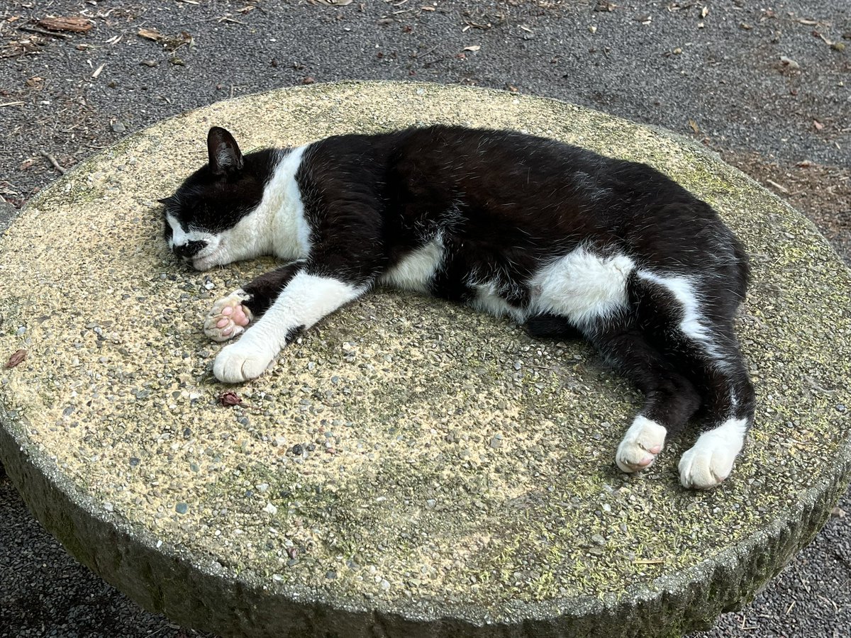 torot224's tweet photo. 可愛いんだよねぇ〜
玉野御嶽神社に行った時の写真
 #猫神社 https://t.co/TGwKY8Fazs