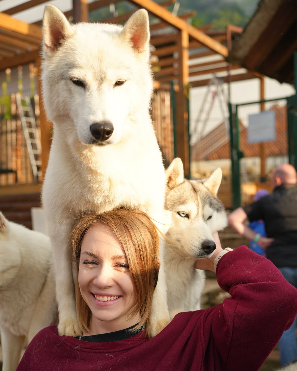 AdaBammonhfd's tweet photo. Хаски-парк🐕
#борискина #краснаяполяна#хаскипарк#лето#сочи https://t.co/MTYew8lmDc